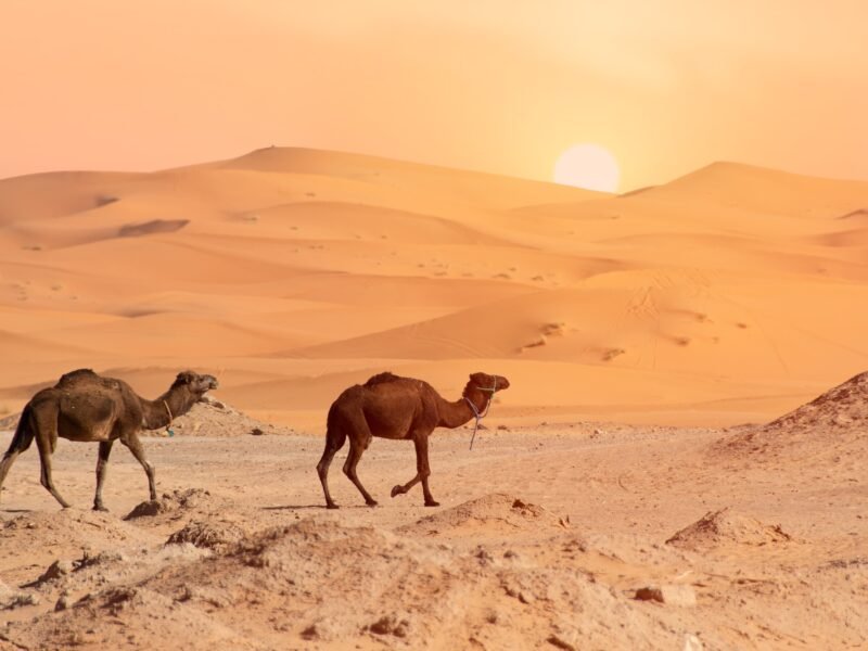 3 day desert tour from Marrakech — camel trek at Erg Chebbi dunes Morocco